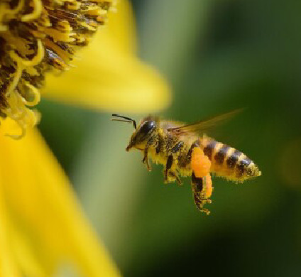 Macro photo of a honeybee with pollen near yellow flowers