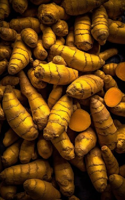 Close-up of fresh turmeric rhizomes